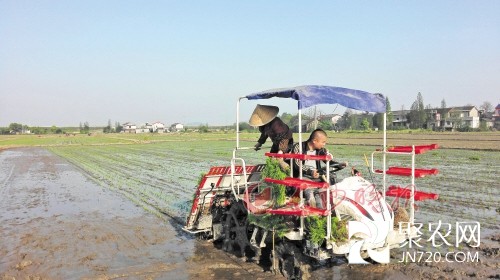 回家种地成致富带头人 望城青年扩种500亩超级稻