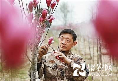 沈陆军:玉兰筑起致富梦