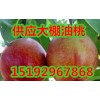 供应山东大棚油桃油桃批发价格