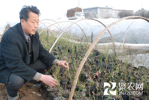 “蓝莓大王”牛继运卖房返村创业圆富梦