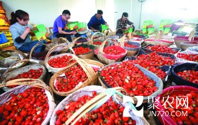 安徽高材生姐弟回乡搞种植 带领农民一起致富