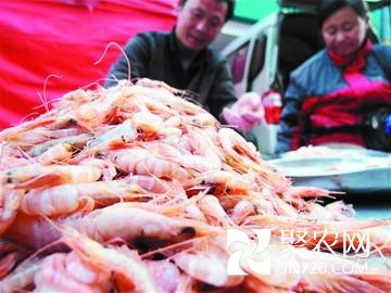 山东青岛:虾虎蛎虾无法养殖成城中贵族 价格连涨10年