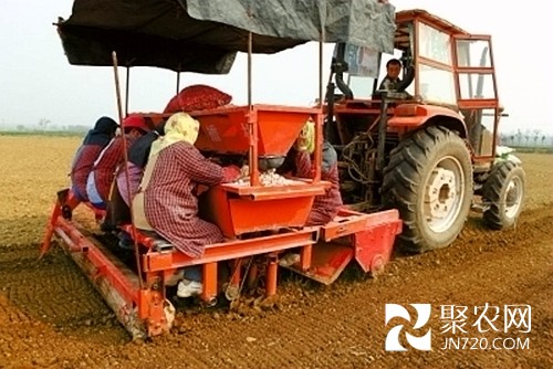 河南孟州：大型机械种地黄效益高