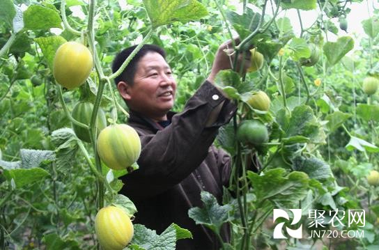 于立洋:用“小金瓜”铺就致富路