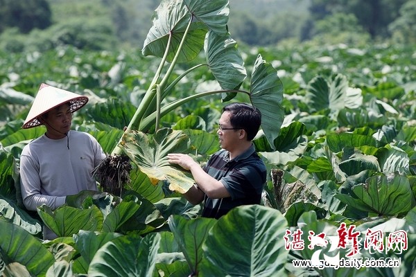 雷州“致富芋”变廉江“扶贫芋”