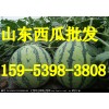 15953983808供应京欣西瓜/山东西瓜种植基地