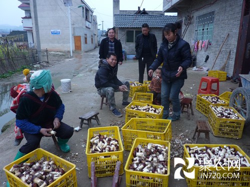 大球盖菇丰收了，贵州黄平县移民区村民笑了