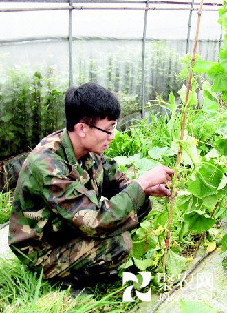 三个80后志愿者的蔬菜经