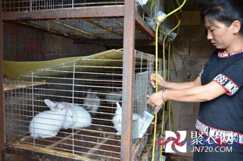 养兔撑起田桂琼的致富梦