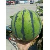 山东优质西瓜