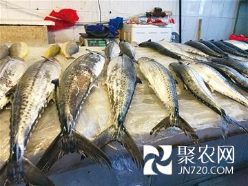 山东青岛:10元/斤 鲅鱼价跌三年谷底
