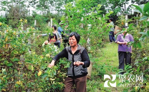 四川内江:进入采摘期 金银花铺满牛桥村村民致富路