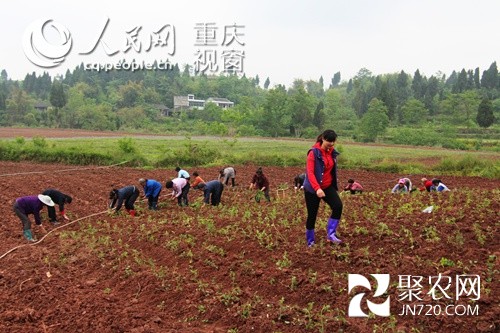 全国劳模王海燕:苦味中药材铺就甜蜜致富路