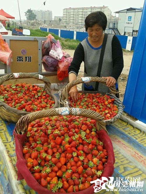 安徽亳州：草莓销售价格大跌 都是“乙草胺”惹的祸
