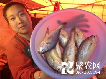 山东青岛:野生小黄花狂涨至30元/斤 鲅鱼虾虎将涨两成