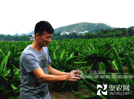 灵山霸王花成为农民增收的致富花