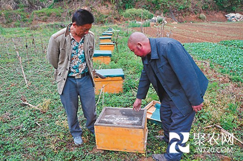 贵阳一养蜂大户助残疾人养蜂 实现养蜂同致富