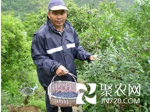 因经济效益佳 小小蓝莓成深山致富果