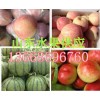 13668696760山东红富士苹果供应价格苹果产地价格