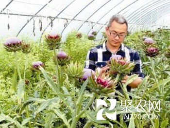 专种洋蔬菜 有路才敢卖