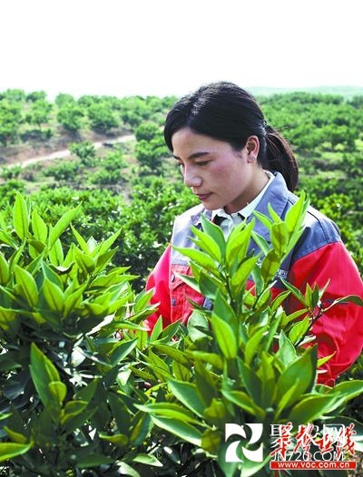 常德“奶茶妹妹”回乡当“果农”致富