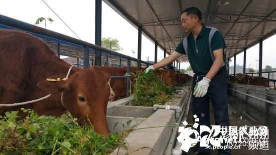 云南马关县做强做大肉牛产业促农民增收致富