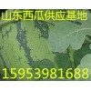 15953981688山东西瓜种植基地批发中心购销基地
