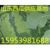 15953981688山东西瓜种植基地批发中心购销基地