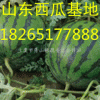 18265177888山东西瓜批发价格