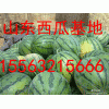 15563215666诚信代办农户西瓜