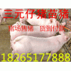 18265177888山东仔猪价格