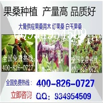 出售无籽大十果桑苗种植基地