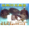收购印尼扁安