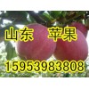 15953983808山东苹果/黄金梨产地