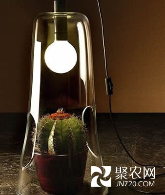 仙人掌类植物专用温室台灯