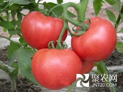 温室栽培番茄定植后管理