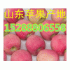 山东苹果园苹果销售价格