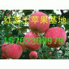 15762399979【山东苹果产地/ 黄金梨批发价格】