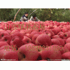 山东苹果基地嘎拉美八 苹果上市价格