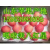 山东嘎啦/美八苹果批发产地