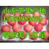 山东美八苹果/黄金梨价格