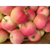 山东销售万亩嘎啦美八苹果0.5毛一斤