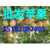 山东苹果批发15192887801山东苹果最新价格