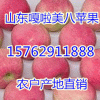 15762911888山东美八苹果价格/嘎啦苹果产地