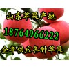 山东苹果产地 今日美八苹果批发价格