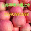 【15266681888】山东苹果产地价格