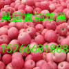[15266681888]山东苹果产地价格行情