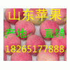 山东苹果价格18265177888山东苹果产地