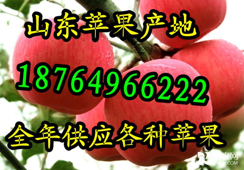 全年供应苹果_字