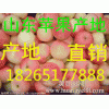 18265177888哪里苹果价格便宜 哪里苹果好吃多